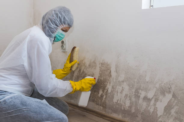 Best Industrial Mold Remediation in Reiffton, PA
